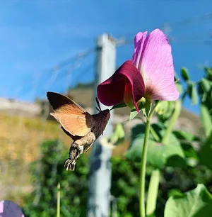 Jardin d'Avenir