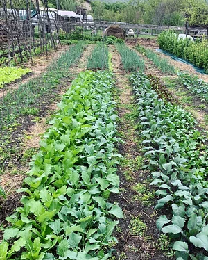 Jardin d'Avenir