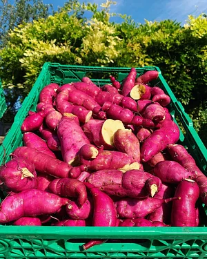 Sweet potatoes