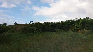 Vista da área 4 meses depois