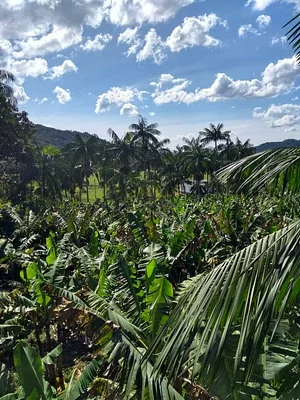 Agroflorestas no litoral norte/RS