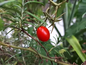 Beautiful red