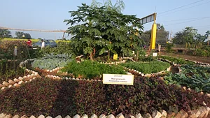 Demo mixed vegetable and fruits
