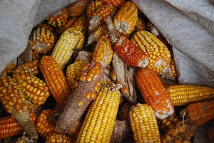 Agroecologia Capim Limão 4