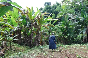 Agroecologia Capim Limão 5