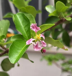 Acerola Flowers (Malpighia emarginata)