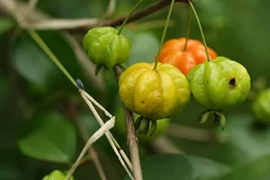 Agroecologia Capim Limão 1