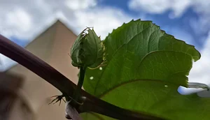 Passion flower appearing