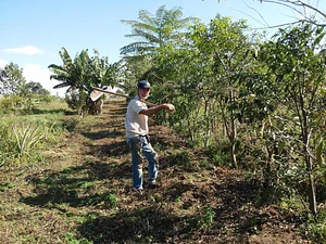 Sustento familiar e agrofloresta no sítio Paraíso