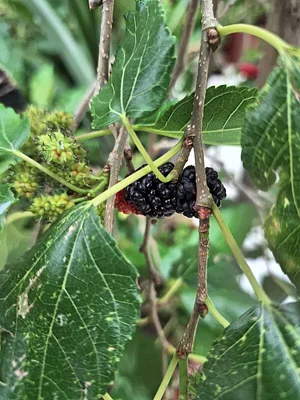 Pequena Horta em Casa