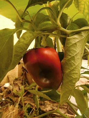 Agrofloresta Caminho 8
