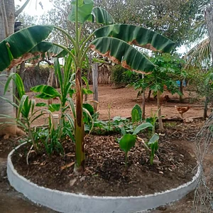 EFA Jaguaribana Zé Maria do Tomé