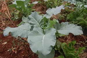 Agrofloresta NHEENGATU 2