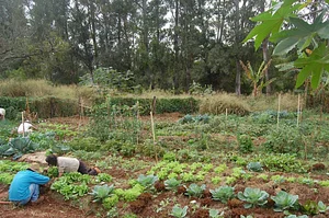 Agrofloresta NHEENGATU 5