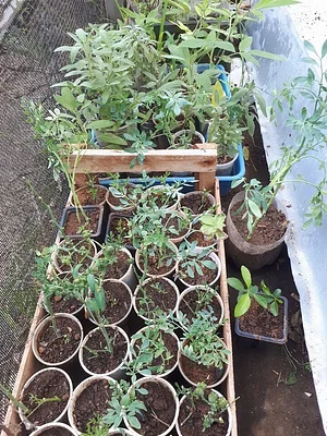 Quebrada Sustentável 1