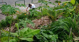 Projeto Agrofloresta Coletiva