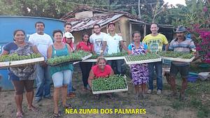 Núcleo De Estudos Agroecológicos Zumbi Dos Palmares (NEA-ZP)