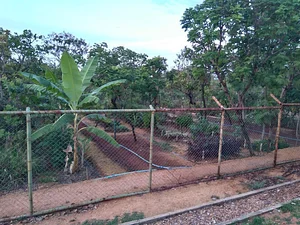 Módulo de implantação de plantas medicinais