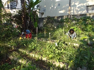 Horta Comunitária da Saúde 2