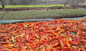 Catedra de Agroecología La Plata 1