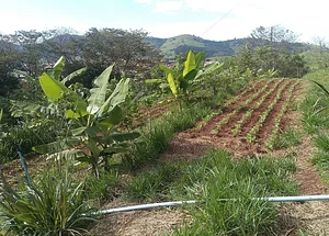Núcleo de Estudos em Agroecologia e Entomologia Raiz do Campo