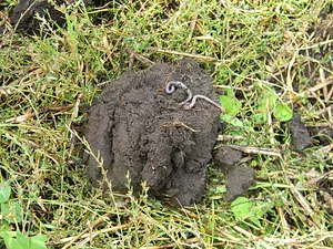 Catedra de Agroecología La Plata 4