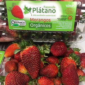 Fazenda Plátano