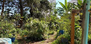 Horta Comunitária da Saúde 7