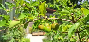 Acerola in my garden