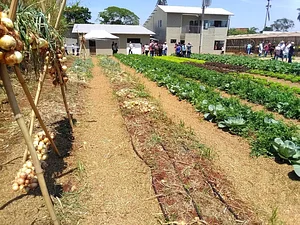 Cebola e oleiricultura