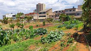 Horta Comunitária do Guará