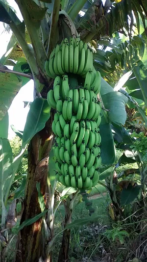 Fuê Simples Natural