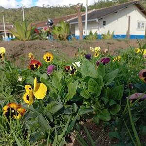Jardim sensorial