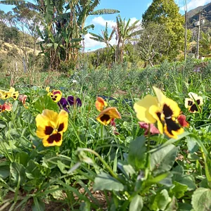 Jardim sensorial 2