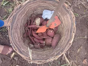 Ações do Núcleo de Agroecologia e Educação do Campo da UFRB