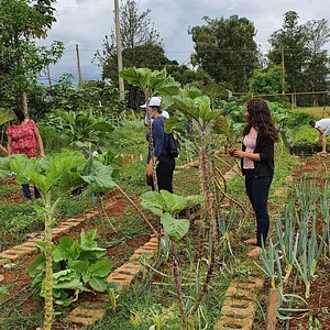 Horta Comunitário no Guará QI 10