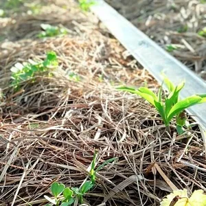 Sítio Agroflorestal Jardim das Acácias 4