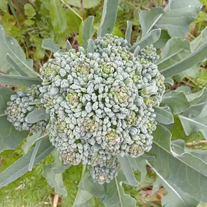 Sítio Agroflorestal Jardim das Acácias 5