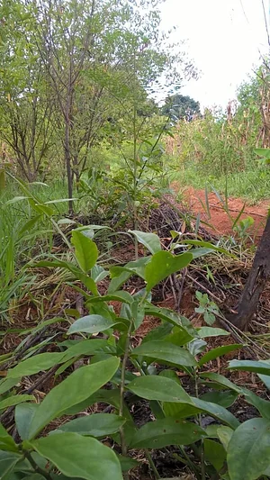 agrofloresta PANC