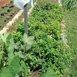Horta Comunitário no Guará QI 10