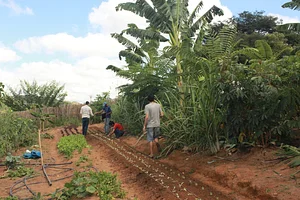 Núcleo De Estudos Em Agroecologia   Yebá