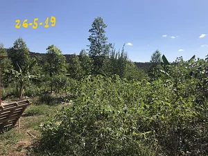 Rancho Pura Vida