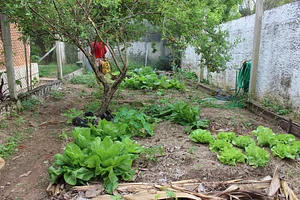 Agrofloresta Siliprandi 2
