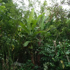 Sistema Florestal Paisagístico Agroecológico 1