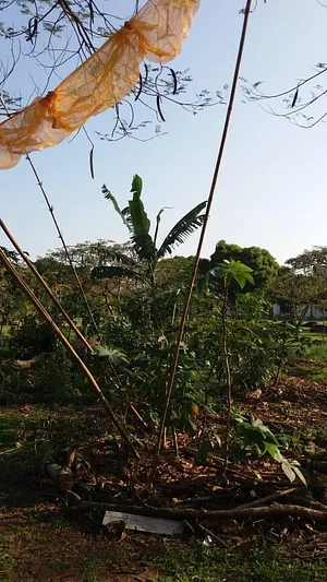 Sistema Florestal Paisagístico Agroecológico 3