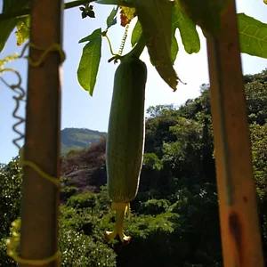 Hortas Urbanas da Planta na Rua RJ 7