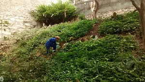 Hortas Urbanas da Planta na Rua RJ 3