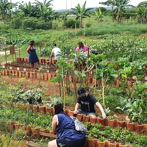 Horta Comunitária do Guará 3
