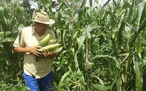Rede Pouso Alto Agroecologia 2