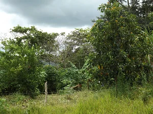 Rede Pouso Alto Agroecologia 3